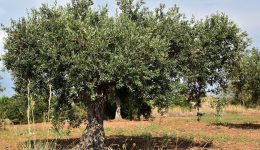 Zeytin Ağacı Sözleri: Doğanın Dilinden Hikayeler