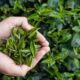 Yeşil Çayın Uzun Ömürlü Olması İçin Nasıl Saklanır Gelin Bakalım