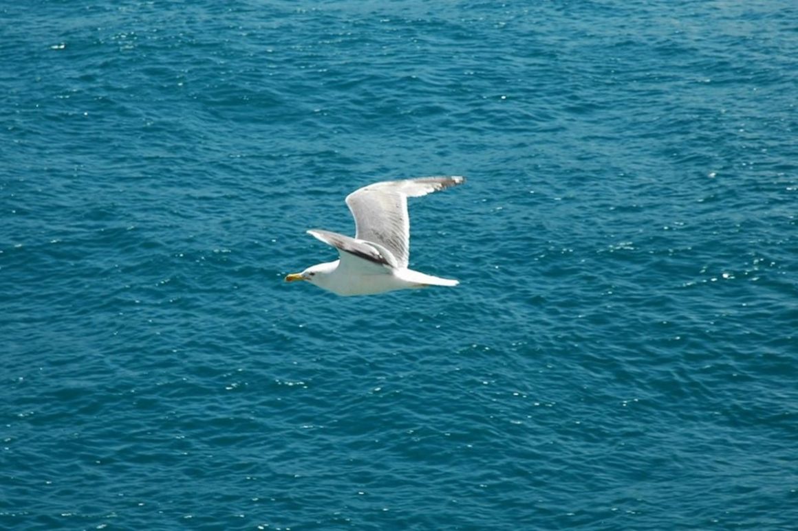 Mavi Tarla Üstünde Beyaz Güvercin Yürür Bilmecesi