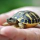 Kaplumbağa ile İlgili Bilmeceler-1