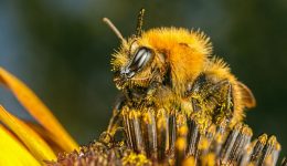 Arı ile İlgili Bilmeceler