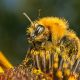 Arı ile İlgili Bilmeceler
