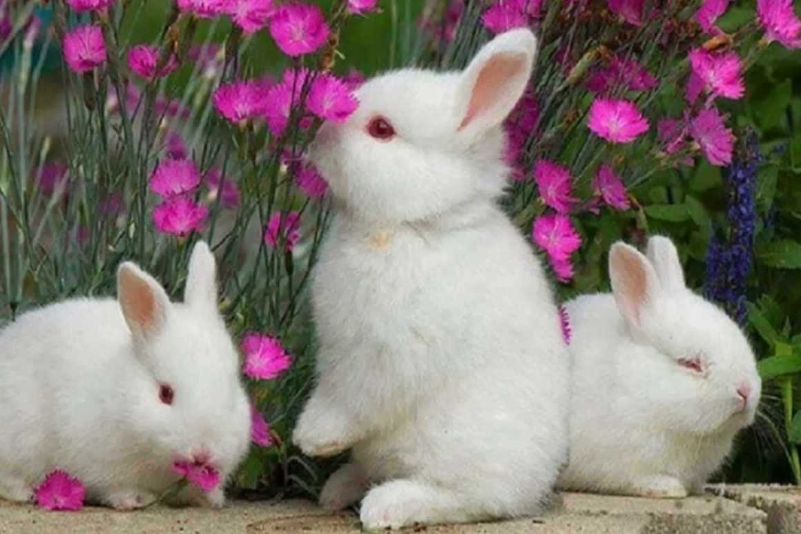 Tavşan ile İlgili Bilmeceler