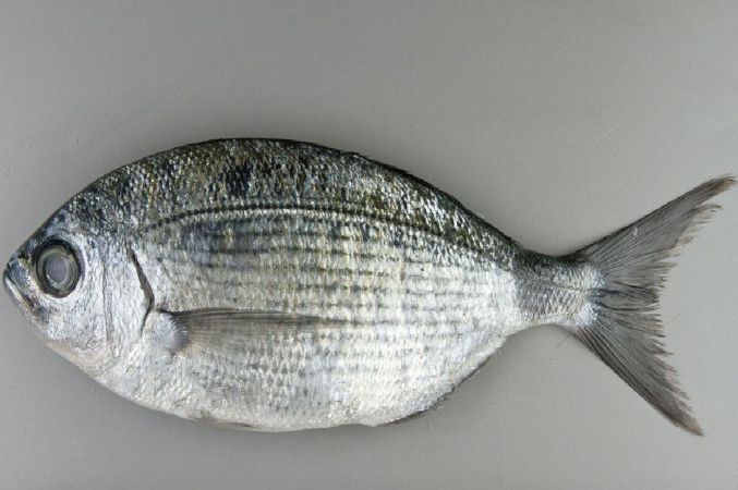 Melanur Balığı
