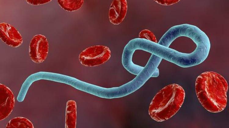 Ebola Virüsü Hastalığı