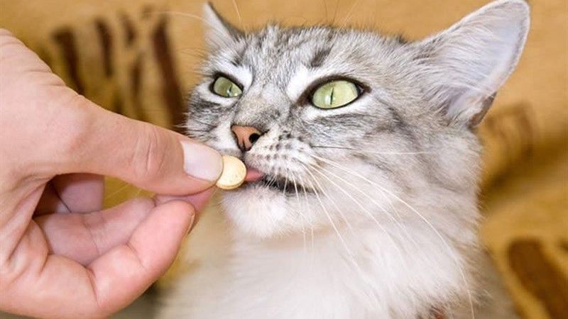 Kedilere İlaç Nasıl Verilir