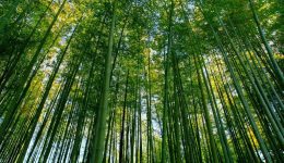 Bambunun Faydaları Nelerdir?