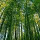bambunun-faydalari-nelerdir-20479