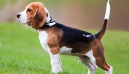 Beagle Köpek Bakımı
