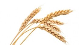 Buğday Nasıl Saklanır?