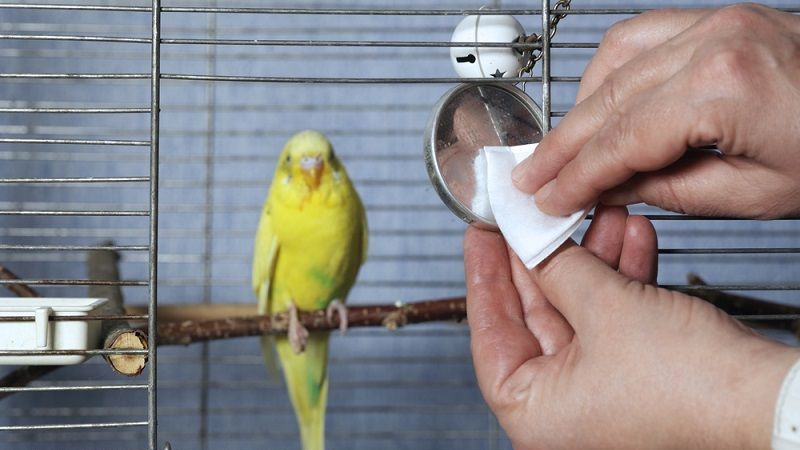 Kuş Kafesi Temizliği ve Bakımı