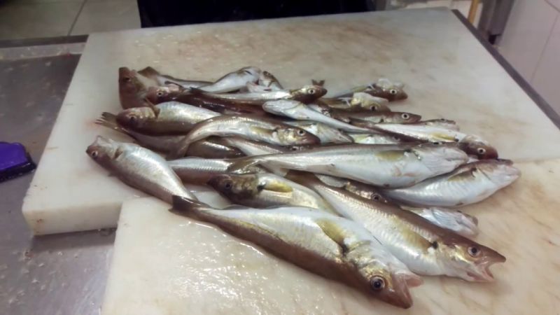 Mezgit Balığı Hangi Hastalıklara İyi Gelir? Yemeklerde Kullanımı ve  Faydaları