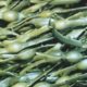 deniz-yosunu-tuzu-hangi-yemeklerde-kullanilir-faydalari-ve-zararlari-20449