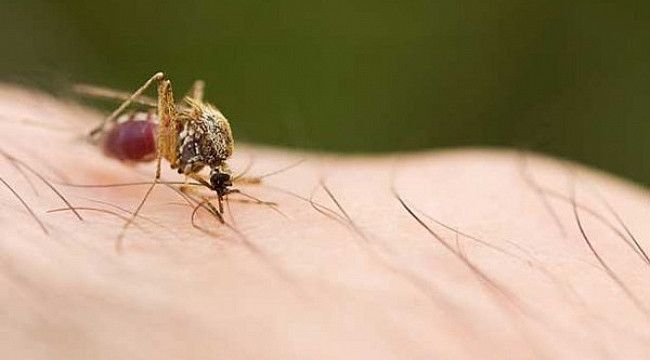 Sıtma Hastalığında Kimler Risk Altındadır?