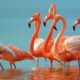 flamingo-ucarmi