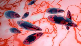 Giardia İntestinalis Hastalığı İnsanlara Bulaşır mı? Belirtileri ve Tedavi Yolları