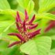 horoz-ibigi-amaranth-bitkisi-35974