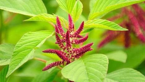 horoz-ibigi-amaranth-bitkisi-35974