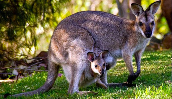kanguru-eti-hangi-tur-yemeklerde-kullanilir-faydalari-ve-zararlari-nelerdir-51030
