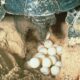 kaplumbaga-yumurtasi-yenir-mi-faydalari-ve-zararlari-nelerdir-39802