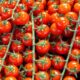 kiraz-domates-yemeklerde-nasil-kullanilir-faydalari-ve-zararlari-nelerdir-20274