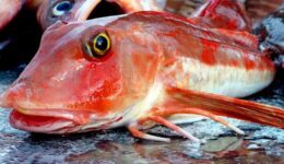 Kırlangıç Balığı Hangi Tür Yemeklerde Kullanılır? Faydaları ve Kalorisi