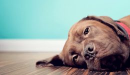 Köpeklerde Yaşanan Yanık İzleri Nasıl Tedavi Edilir?