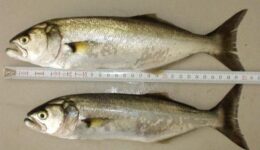 Lüfer Balığı Hangi Tür Yemeklerde Kullanılır? Faydaları, Kalorisi ve Zararları