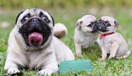 Pug Cinsi Köpeklerin Bakımı ve Beslenmesi