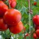 seker-domatesi-yemeklerde-nasil-kullanilir-faydalari-ve-zararlari-88926