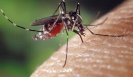 Sivrisineklerden Kurtulmanın Doğal Yolları