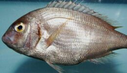 Trança Balığı Yemeklerde Nasıl Kullanılır? Hangi Hastalıklara İyi Gelir?