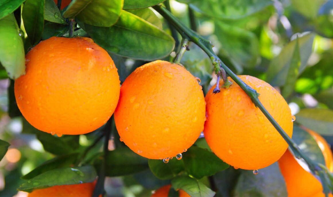 turunc-hangi-hastaliklara-iyi-gelir-yemeklerde-kullanimi-ve-faydalari-92175