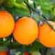 turunc-hangi-hastaliklara-iyi-gelir-yemeklerde-kullanimi-ve-faydalari-92175