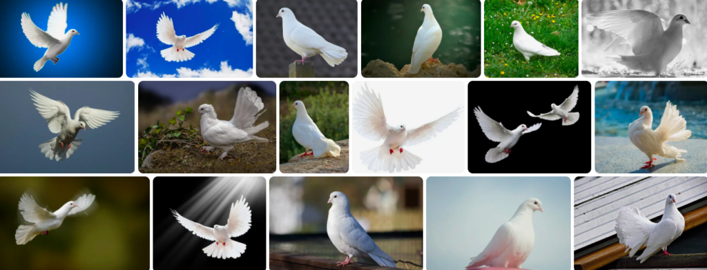 Rüyada Beyaz Güvercin Görmek ne demek