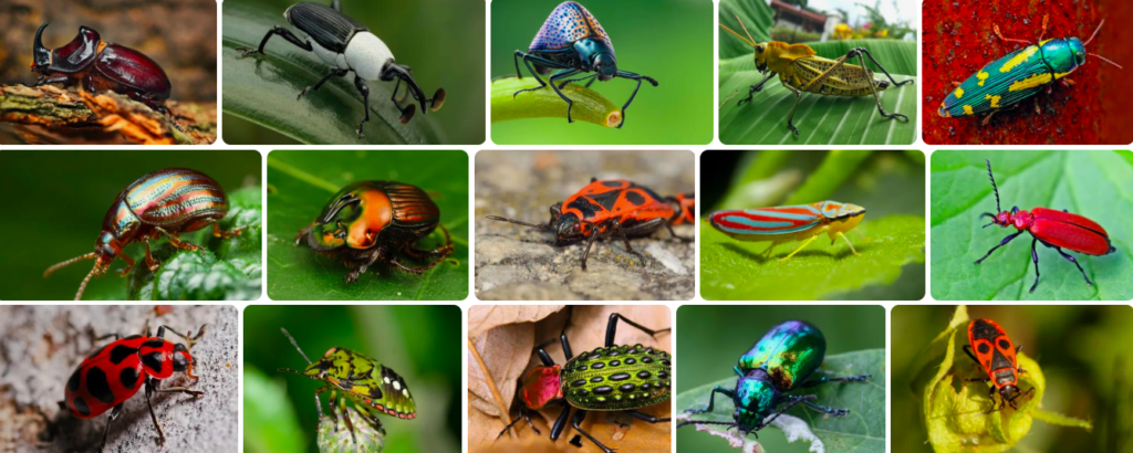 Rüyada Böcek Görmek Ne Anlama Gelir?