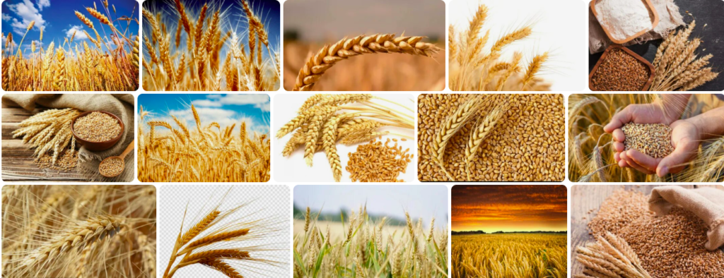 Rüyada buğday görmek ne anlama gelir