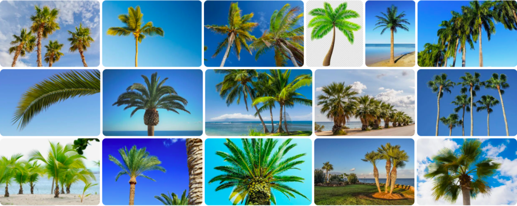 Rüyada palmiye görmek ne anlama gelir