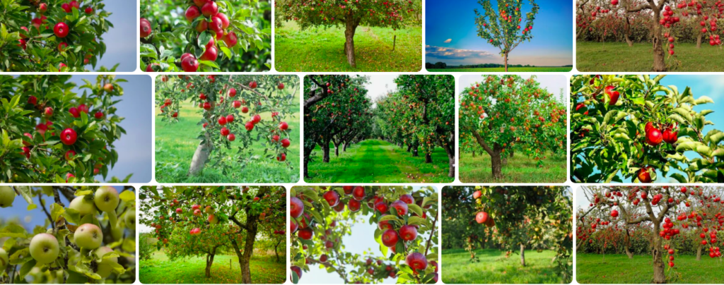 Rüyada elma ağacı görmek ne anlama gelir
