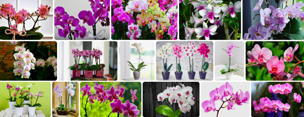 Rüyada orkide görmek ne anlama gelir