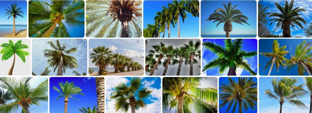 Rüyada palmiye ağacı görmek ne anlama gelir