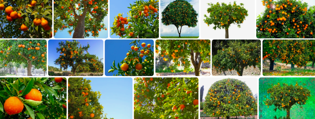 Rüyada portakal ağacı görmek ne anlama gelir