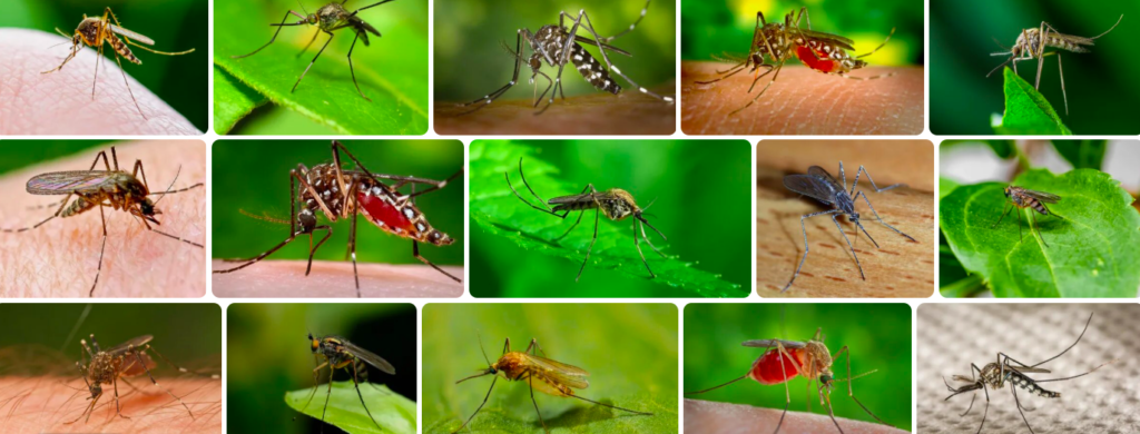 Rüyada sivrisinek görmek ne anlama gelir