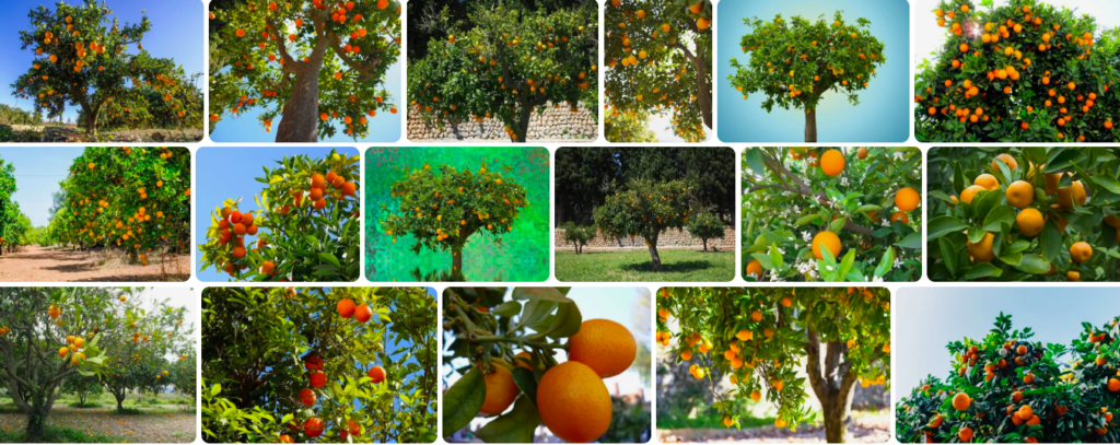 Rüyada turunç ağacı görmek ne anlama gelir