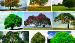 Ağaçların önemini anlatan atasözü ve özdeyişler nelerdir?