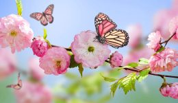 Bahar Sözleri: Doğanın Uyanışını Anlatan Sözler
