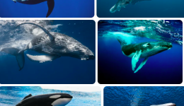 Balinalar hangisiyle diğerlerinden daha yakın akrabadır? 