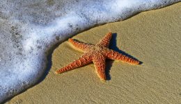 Deniz Yıldızı Sözleri: Hayat Felsefenizi Yeniden Şekillendirecek