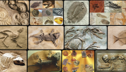 Fosil Kayıtlarına Göre Hangisi Daha Eskidir Cevabı