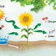 fotosentez-nedir-fotosentezi-etkileyen-faktorler-ve-yapraklarin-yesil-olma-nedeni-91452